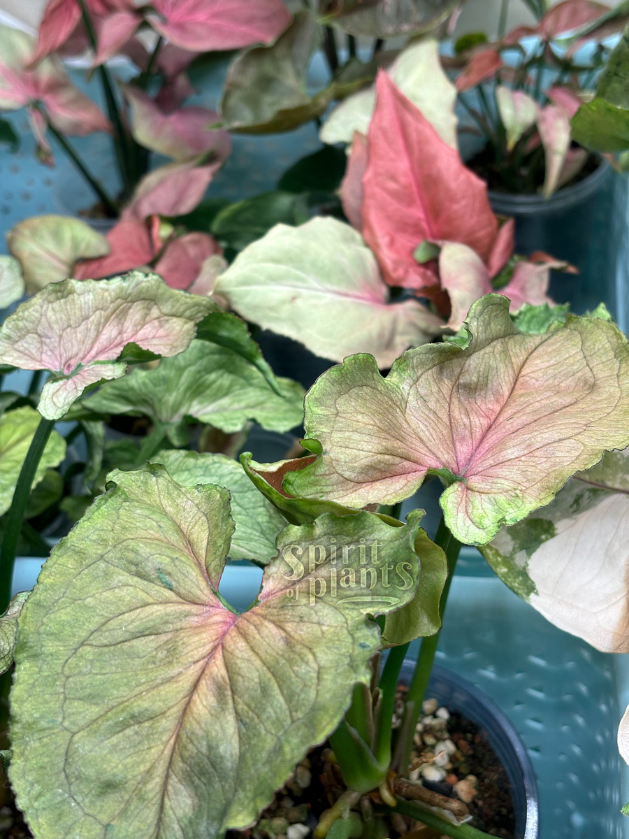 Сингониумы Ред Ями, Малиновый крем и другие