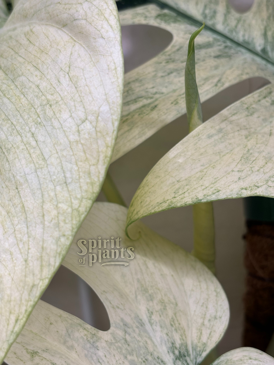 Монстера Минт выпустила новый лист