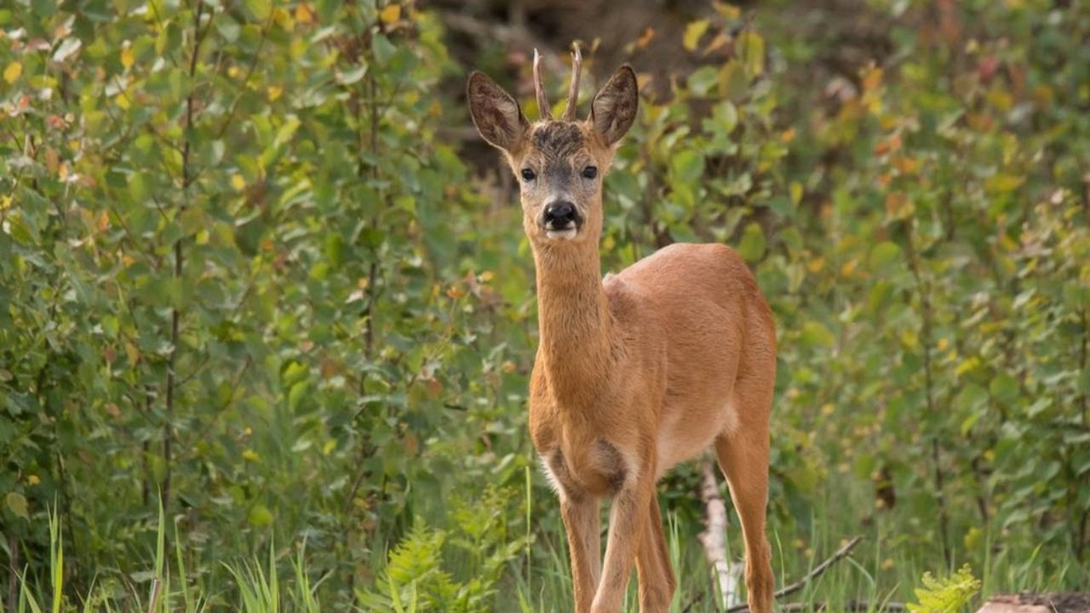    В Курской области произошло 10 ДТП с дикими животными