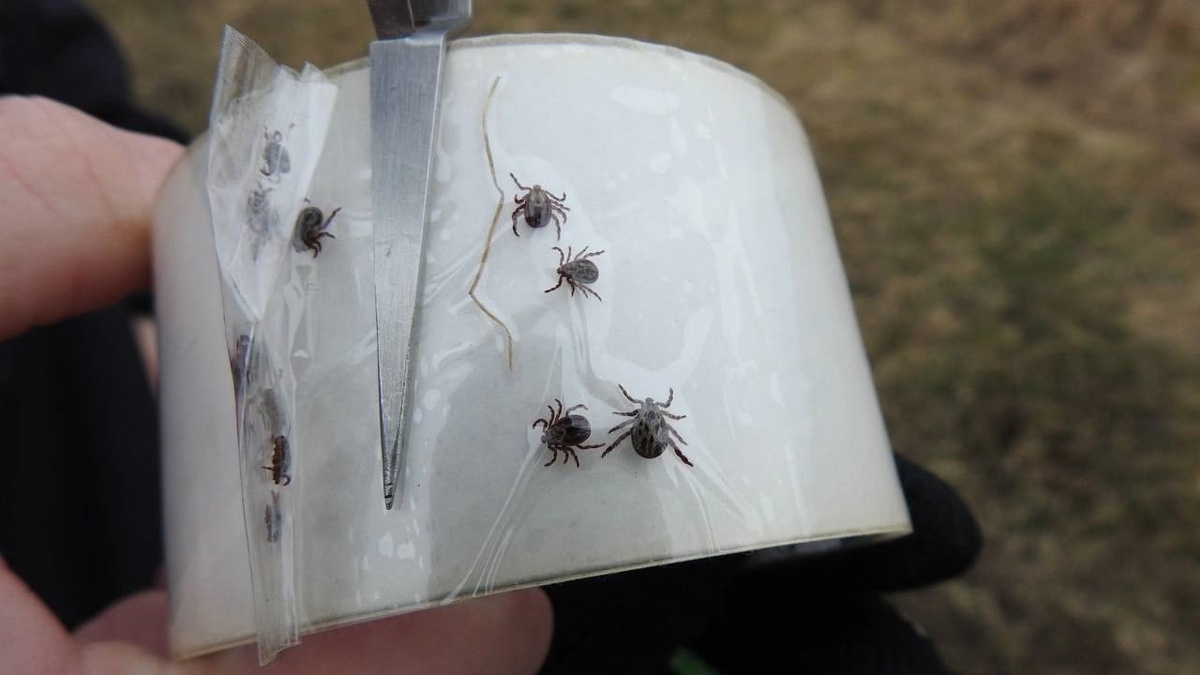    В Курской области 863 человека обратились к медикам из-за укусов клещей