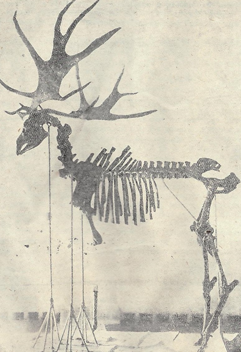 После раскопок скелет частями был доставлен в Сапожковский музей, высушен и смонтирован. Фото конца 1920-х гг.