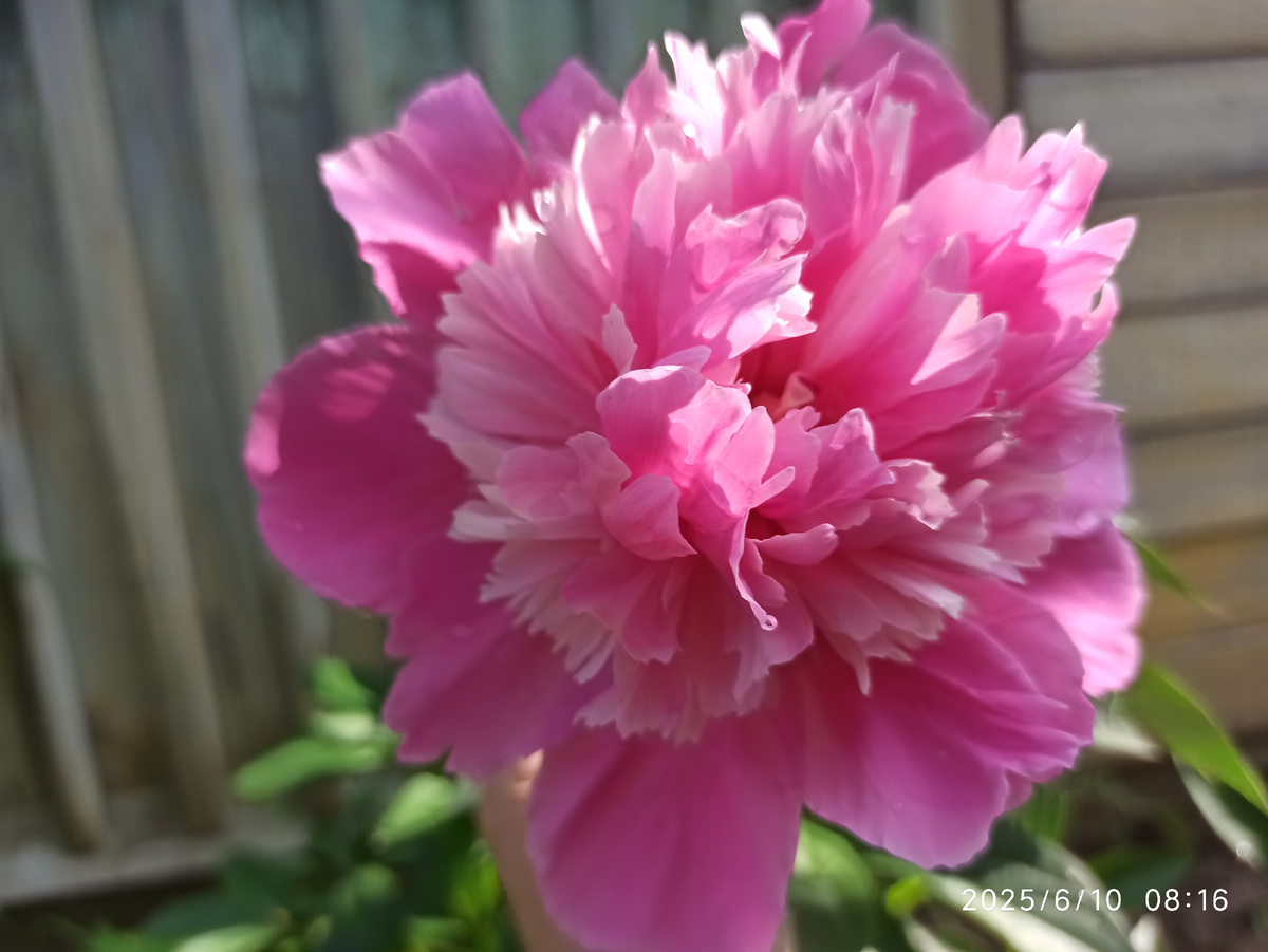 Эдулис Суперба