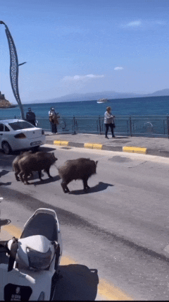 Центр города Кушадасы – дикие кабаны гуляют как дома.