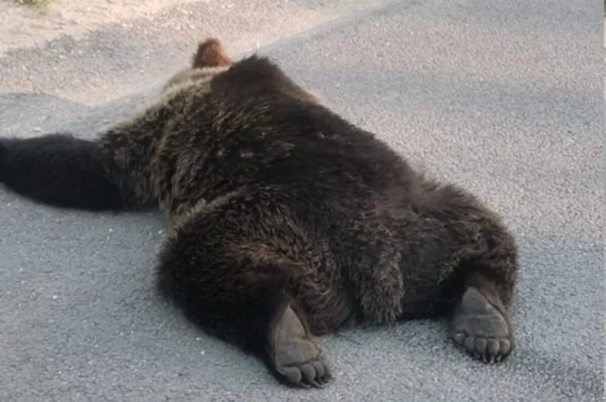    Всё больше ДТП с участием диких животных происходит в Калужской области