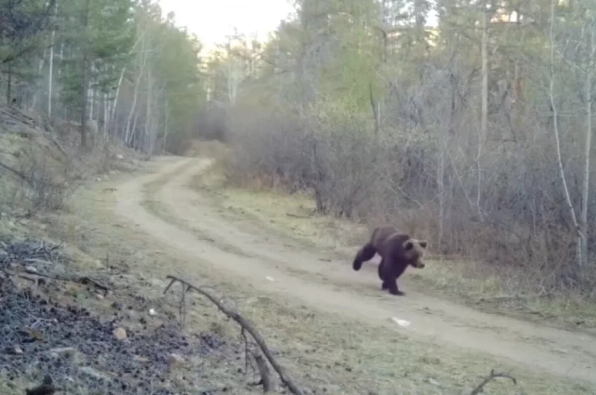    Фотоловушка сняла погоню медведя за стадом коров в Бурятии