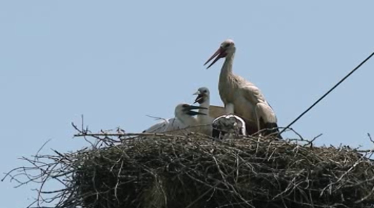    Фильм об аистах Курской области