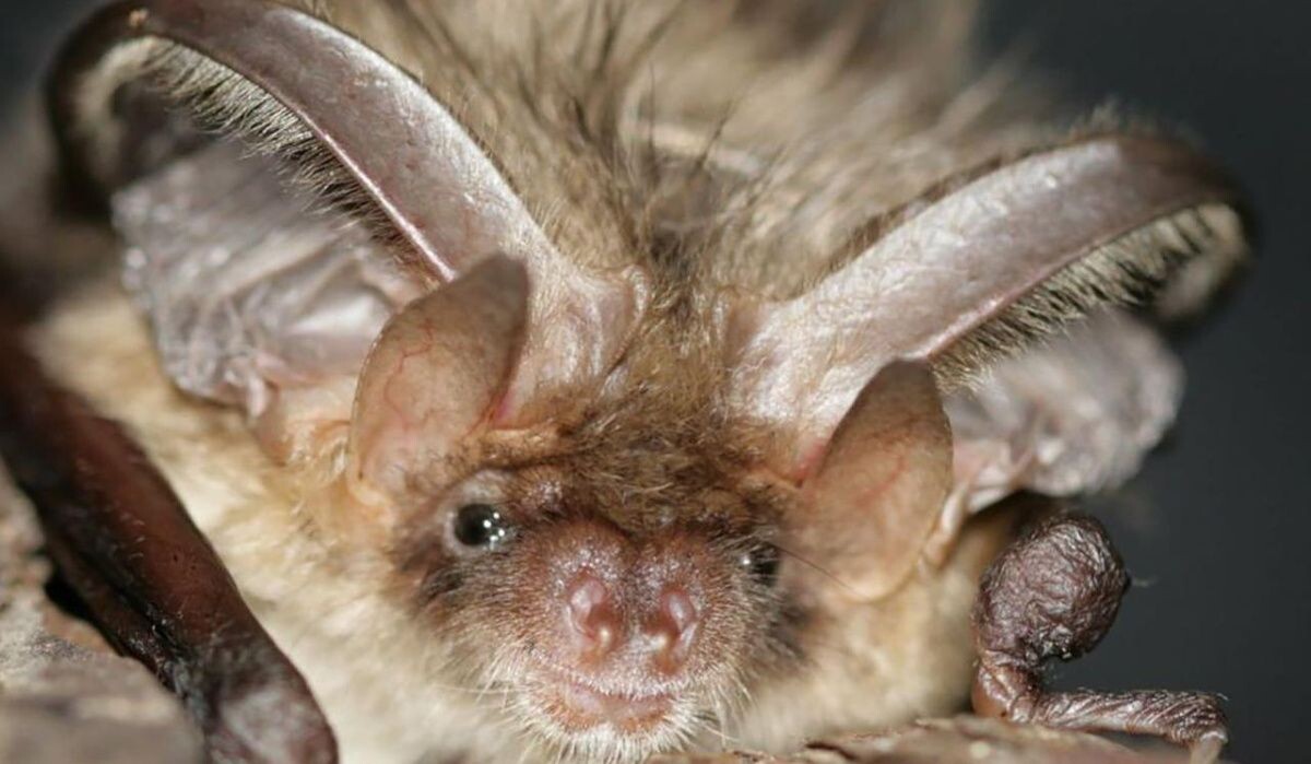     Летучая мышь. Источник: mos.ru Автор фото: Пресс-служба Мэра и Правительства Москвы