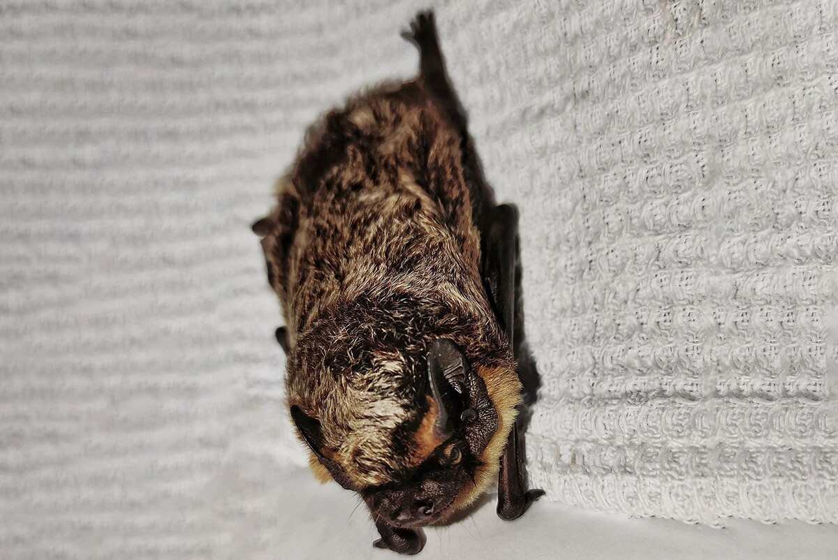    Летучие мыши проснулись в Москве
