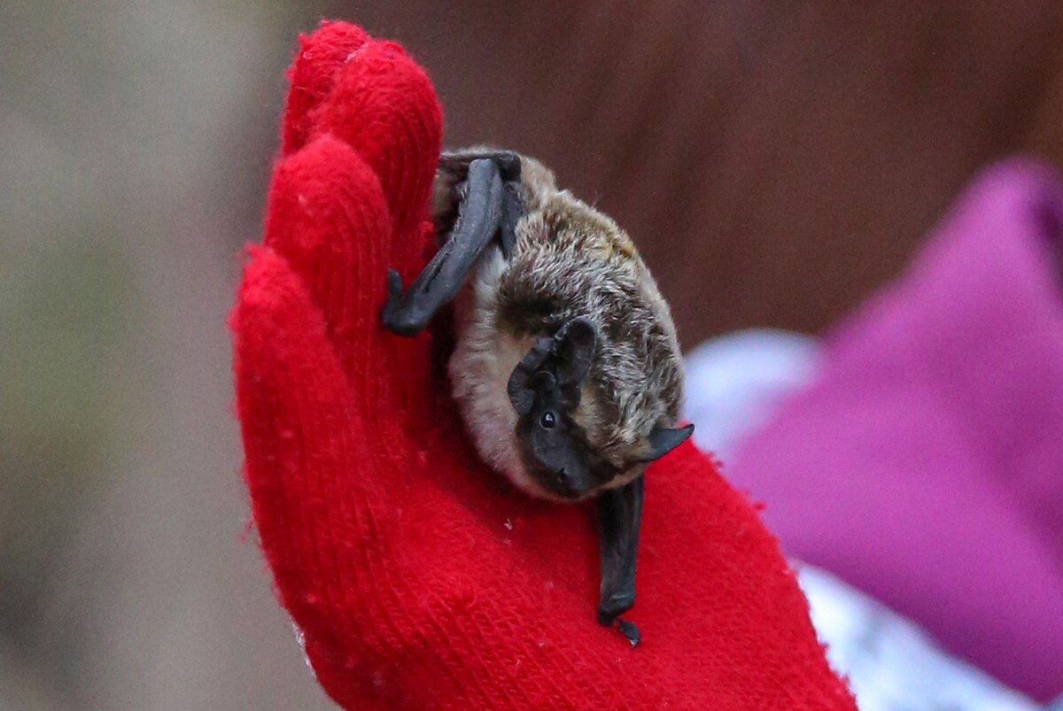    Летучие мыши проснулись в Москве