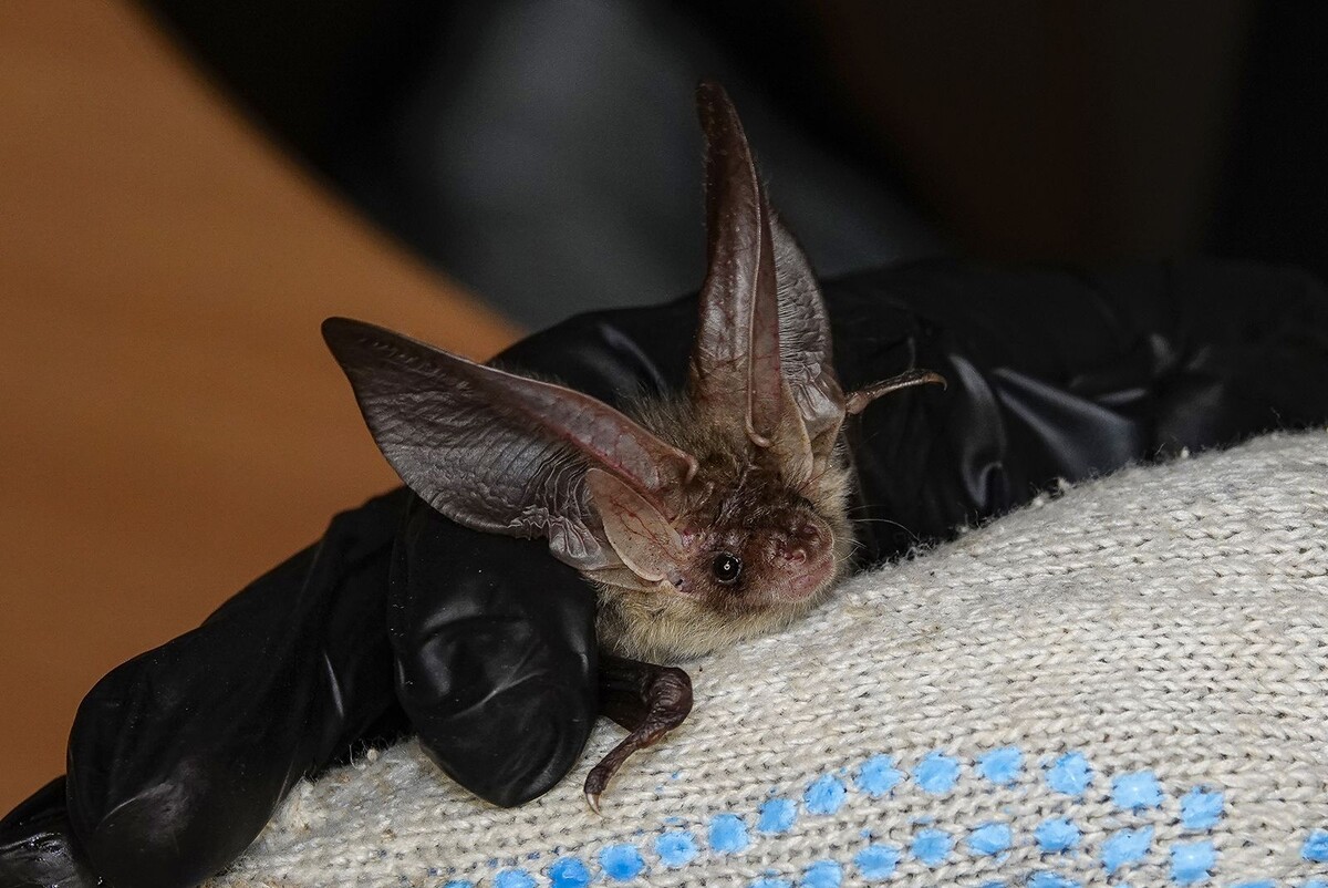    Летучие мыши проснулись в Москве