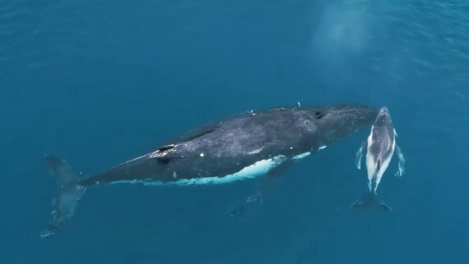Фото: © Кадр из программы "Знаете ли вы, что?", РЕН ТВ