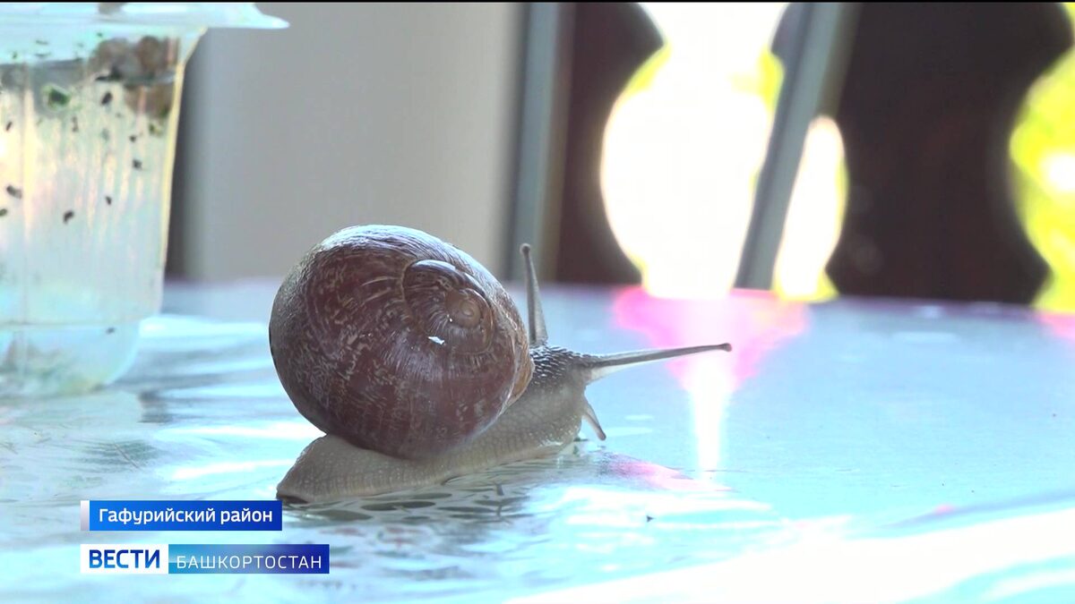    Жительница Гафурийского района Башкортостана решила разводить на своем огороде кормовых улиток