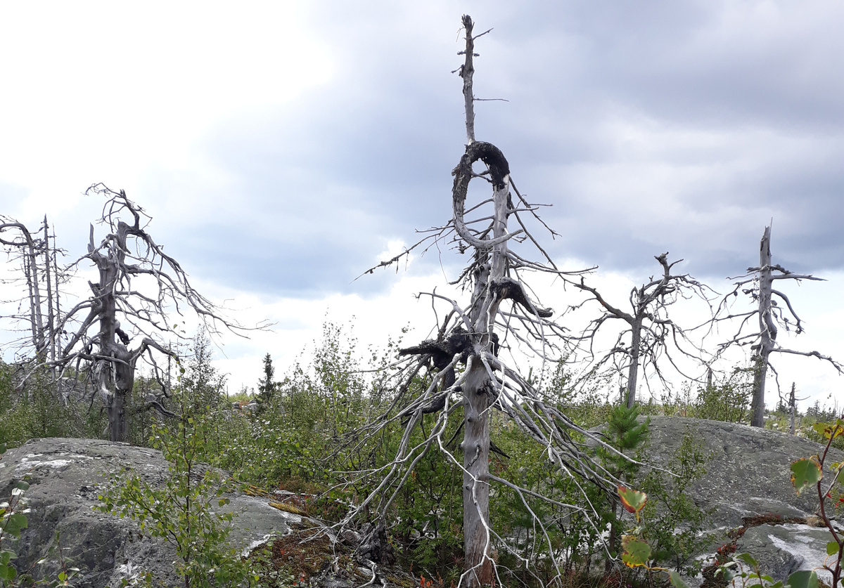Танцующий лес Воттоваары