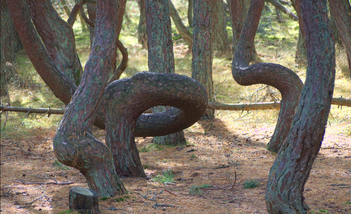  Национальный парк Куршская коса, фото из Викимедиа Коммонс, автор - Man77