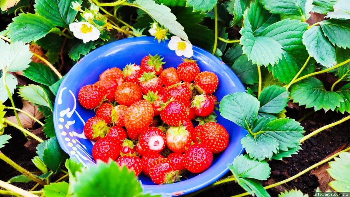 Фото: газета «Призыв»