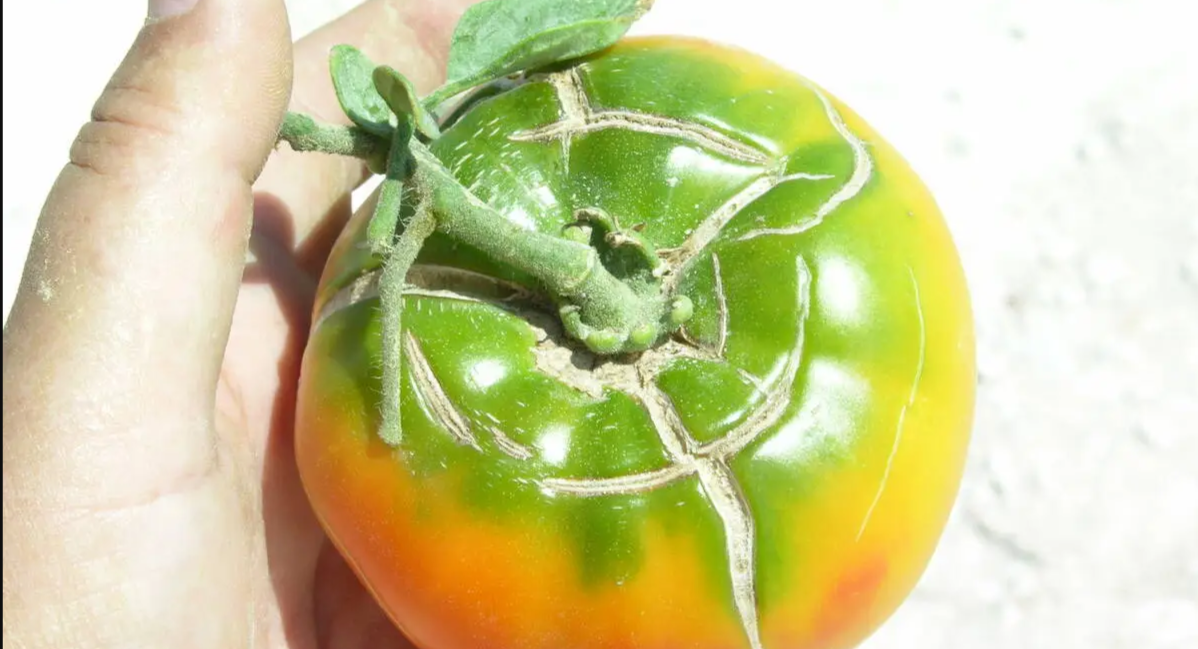 растрескивание томатов