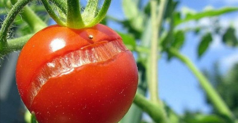 Растрескивание плодов.