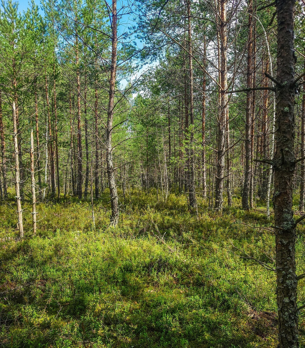 Поляны у болот