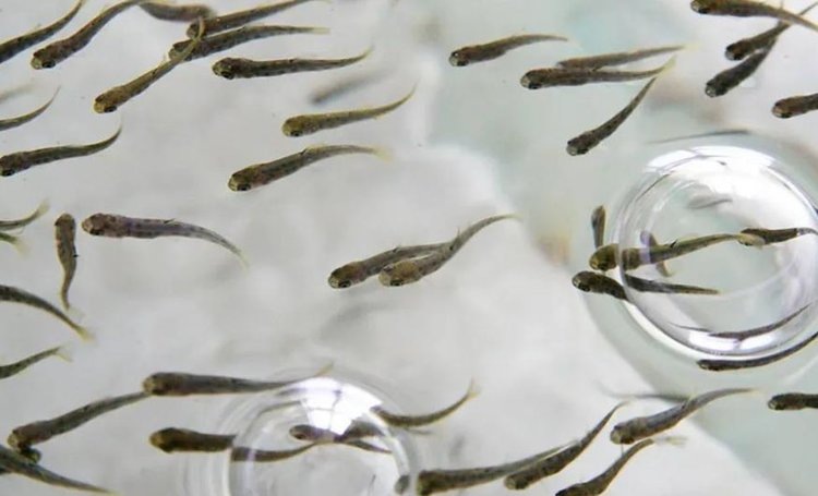    Высокопродуктивные породы и гибриды карпа в российской аквакультуре