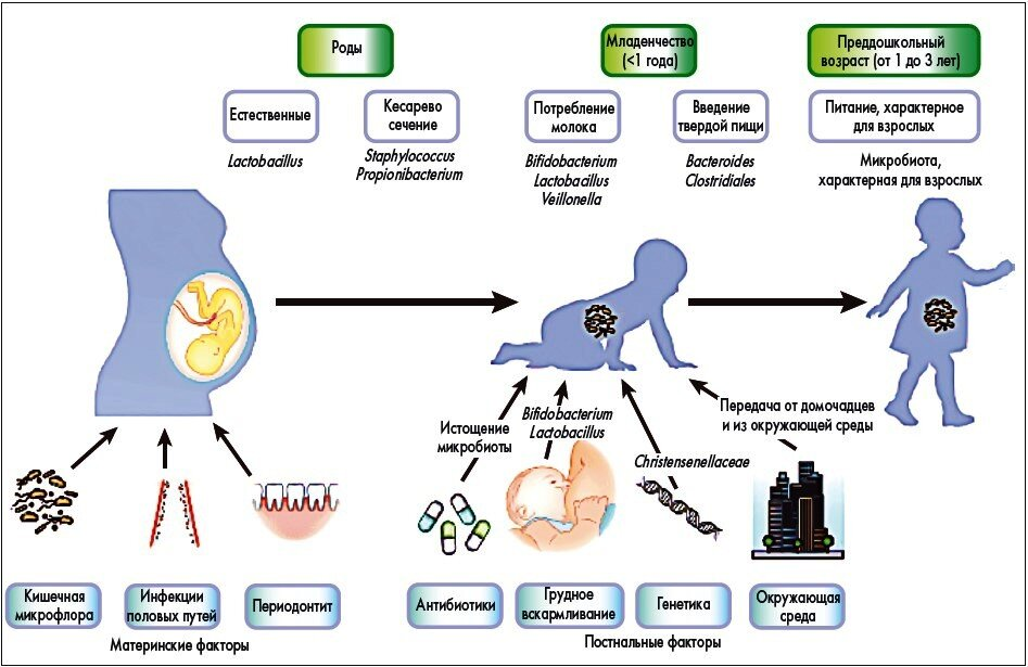 Формирование микробиоты ребенка