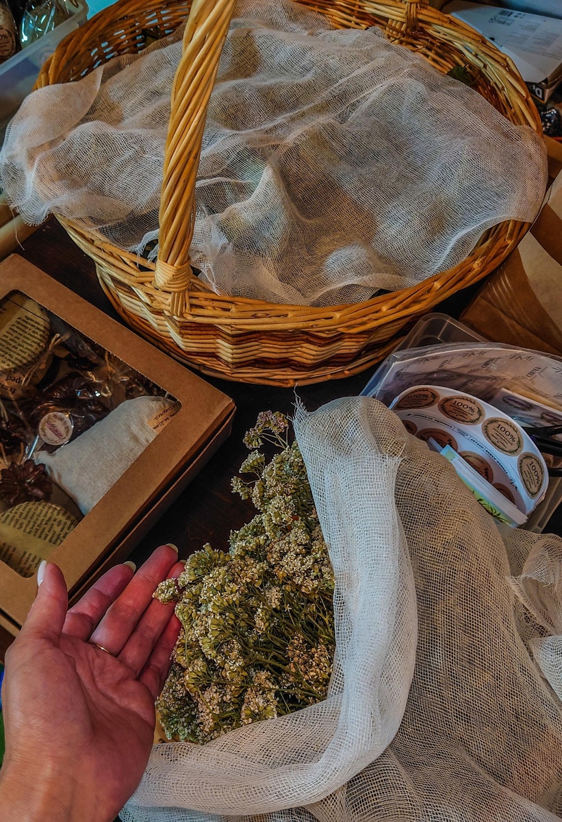 Сушёный тысячелистник