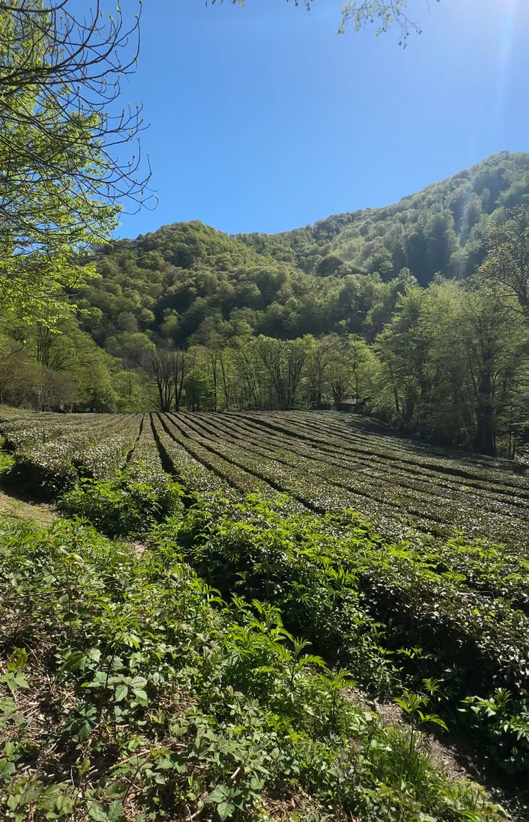 Чайные плантации в Дагомысе.