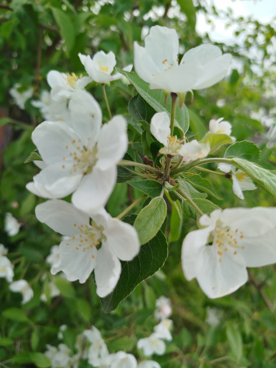 Наша яблоня в этом году