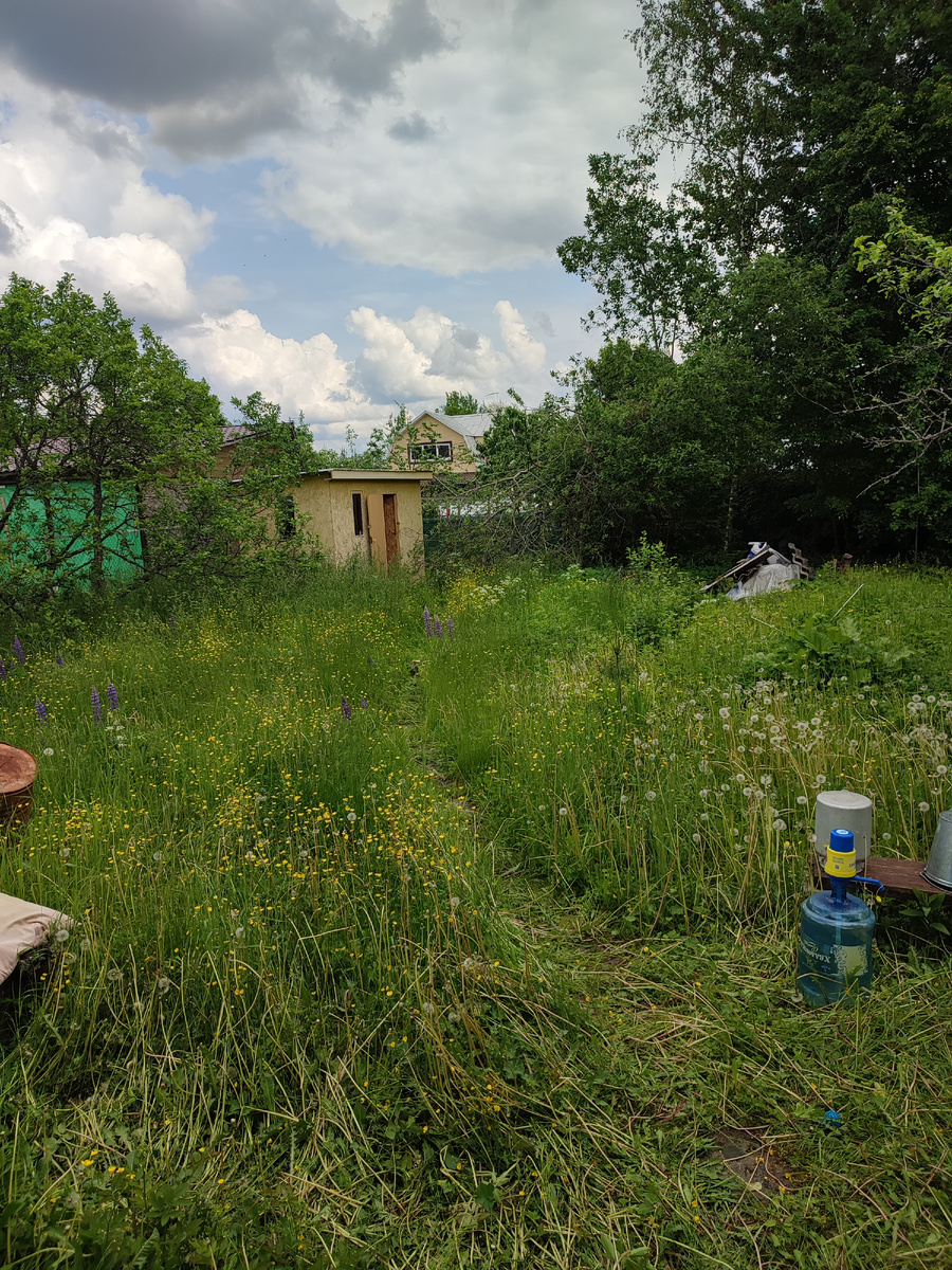 Фото до сенокоса