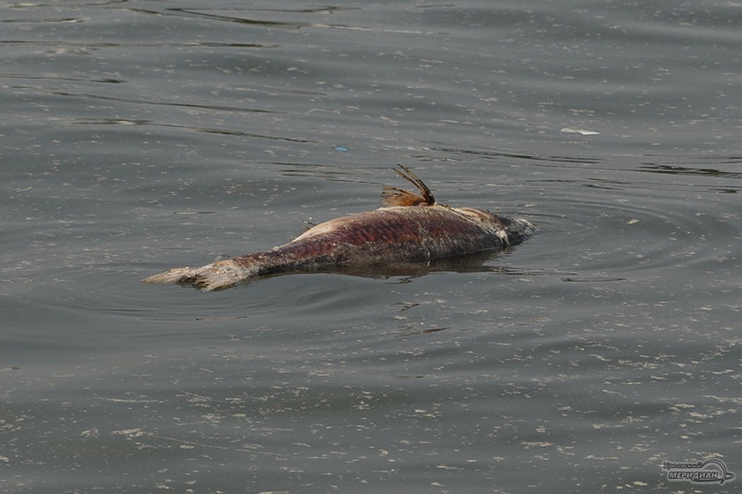   Фото: Лидия Аникина © ИА «Уральский меридиан»