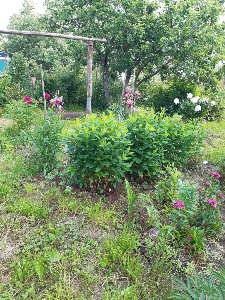 Дед заботливо палочки повтыкал, чтоб ирисы не падали)))