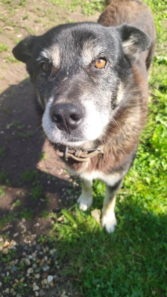 Вот такие они, рыцари без страха и упрёка. Фото автора