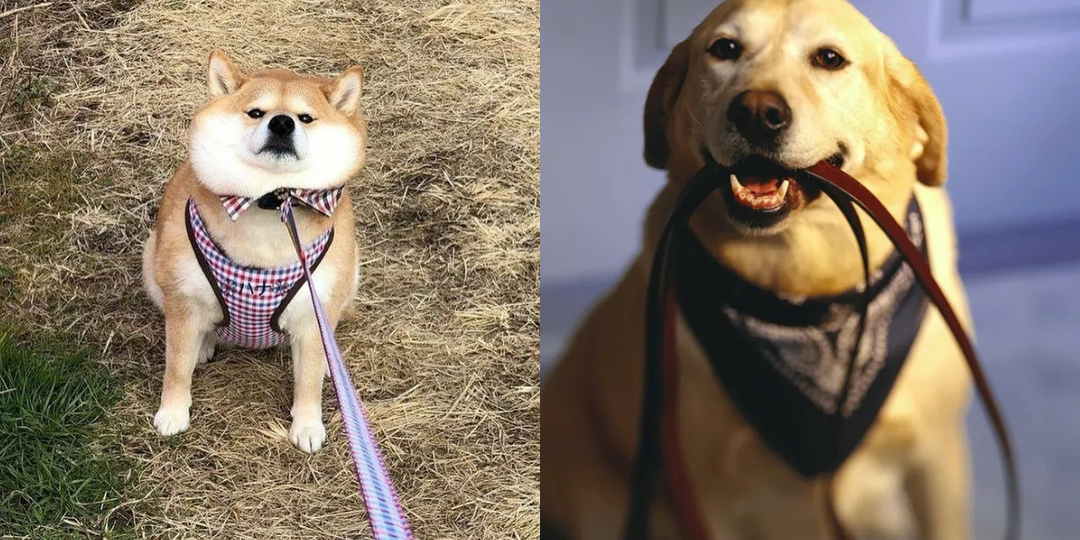 Что делать, если собака не хочет гулять — 7 возможных причин и решений