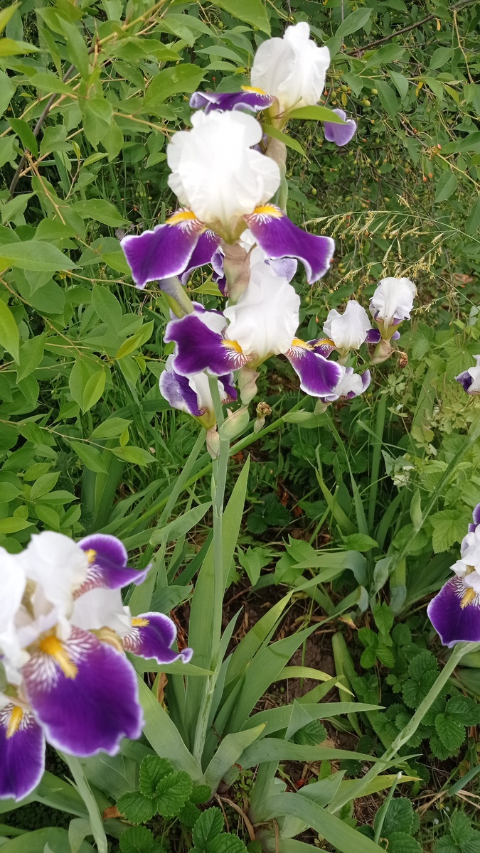 Мама находит отдушину в выращивании цветов. В этом году у неё много ирисов.