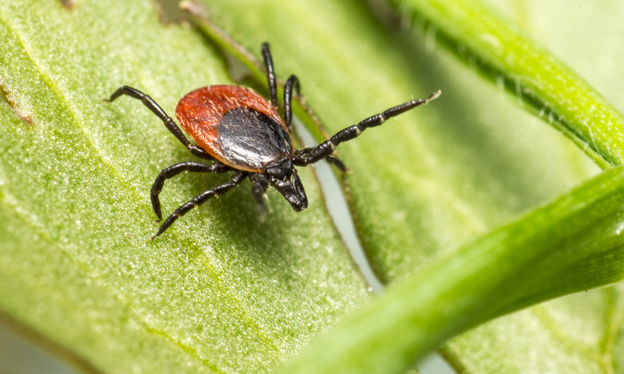 Какие эфирные масла защитят от клещей?