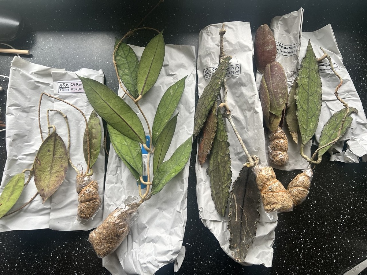 Вот они, свежераспакованные красавчики:)