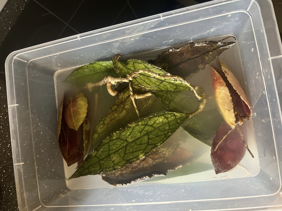 Превикурные процедуры