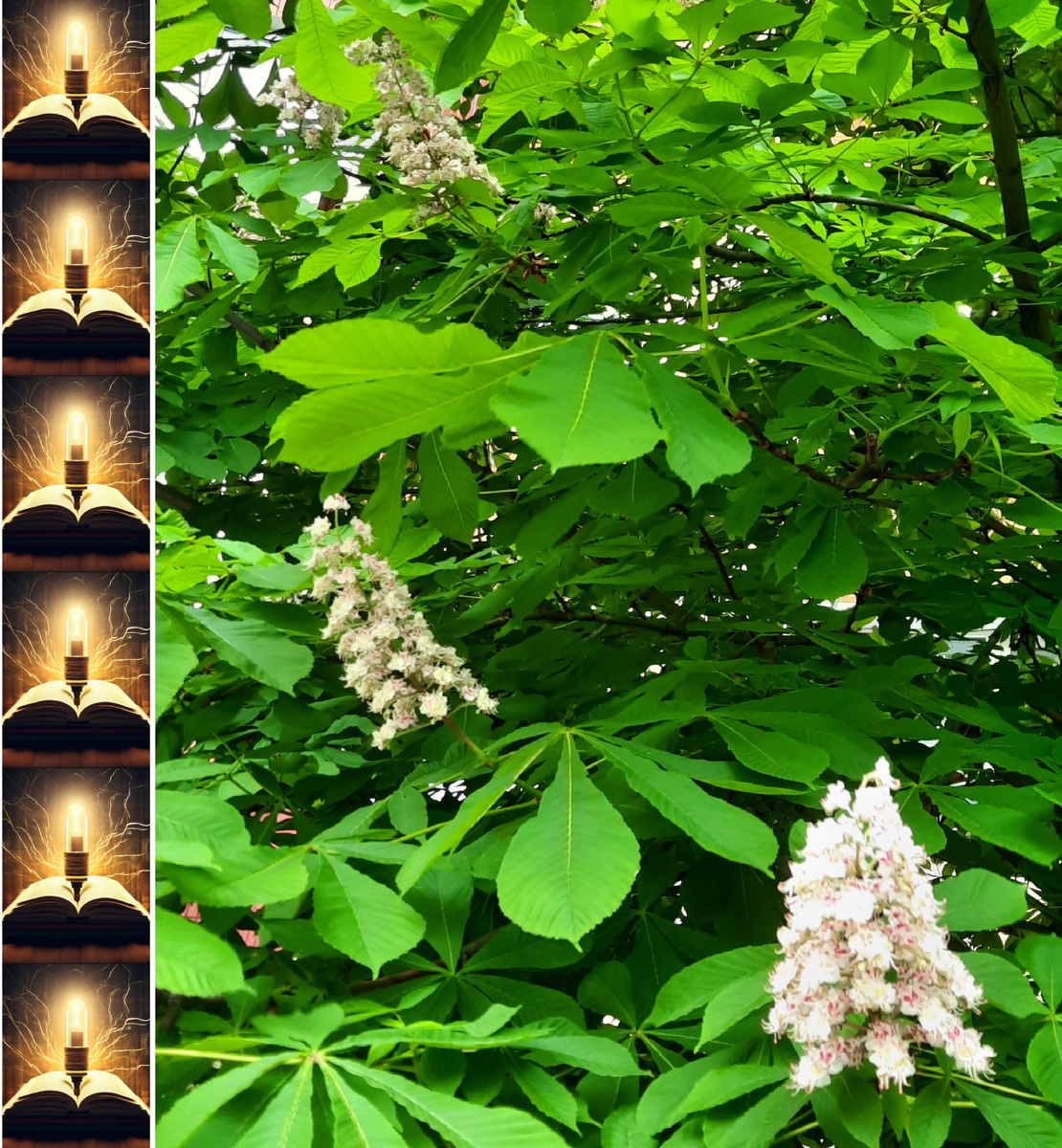 Каштан в цвету для атмосферы. Это не один из тех, которые я вспоминаю, а другой. Сфотографирован в этом году