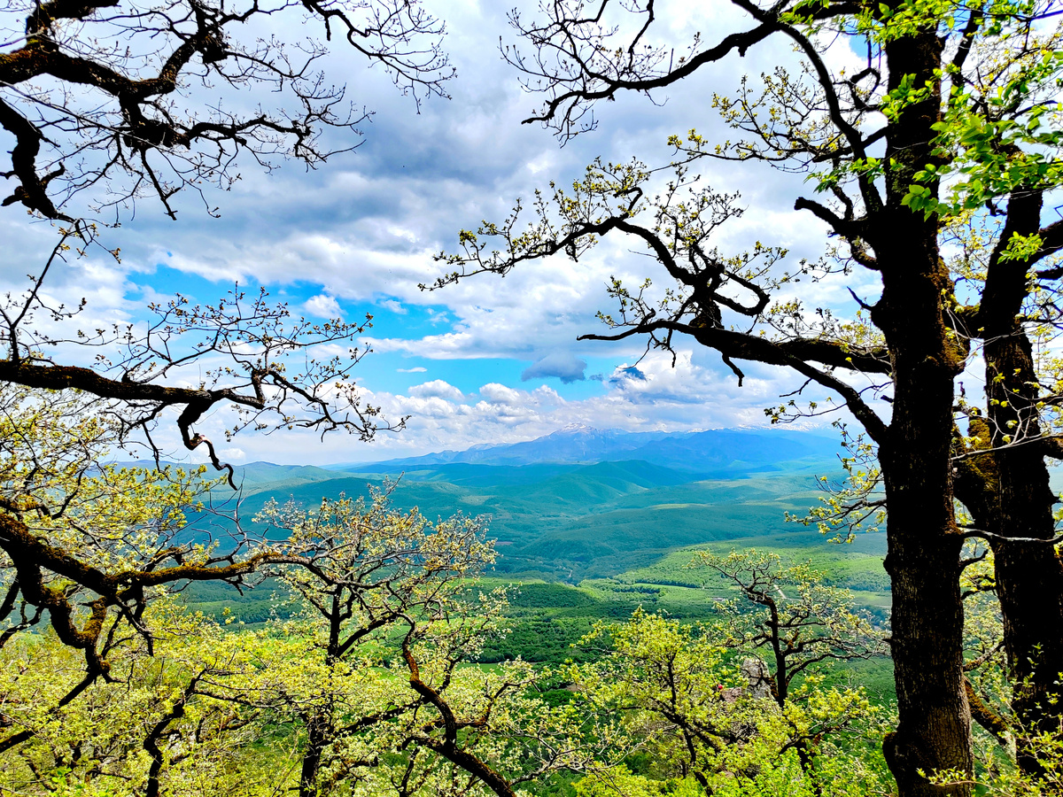Панорама у скалы Чертов Палец в станице Даховская. Деревья причудливой формы выглядят немного зловеще...
