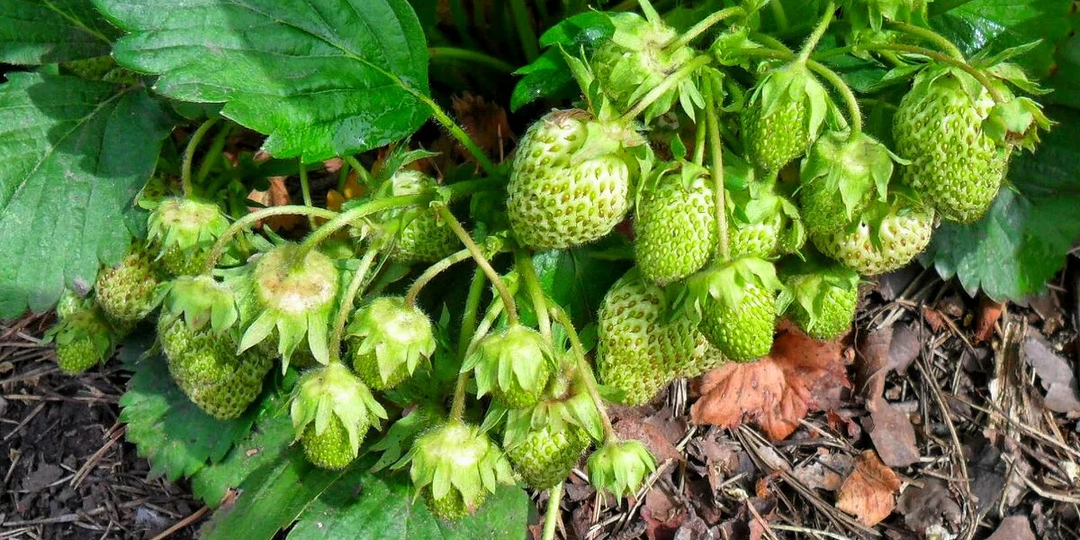 Чем подкормить клубнику при созревании в июне во время налива ягод