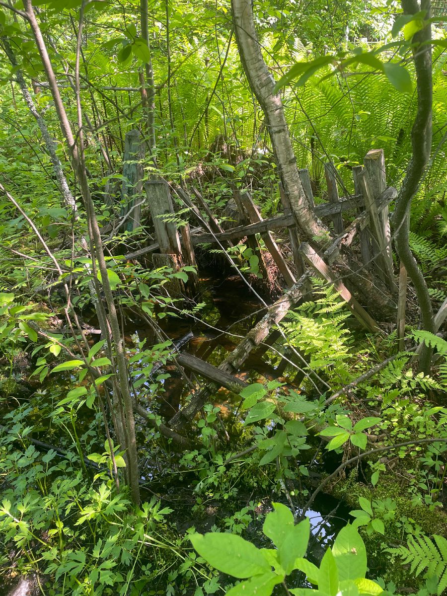 Это не лес и не болото, а историческая локация в самом центре города Архангельска!