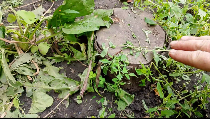 Сильный удар в этот пень режущим инструментом.