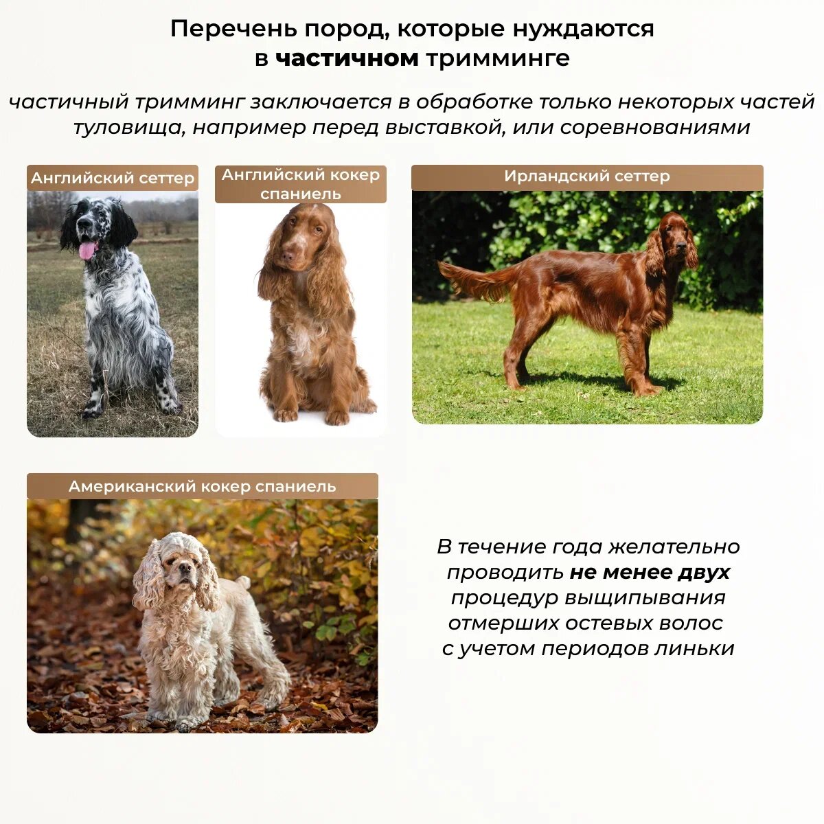 Перечень пород и регулярность тримминга