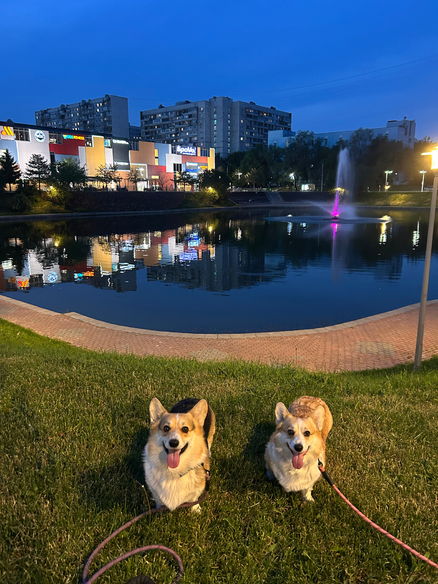 Вечерняя прогулочка! 🤩