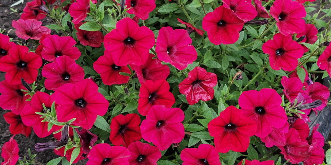 Петуния Тайдал Вейв.