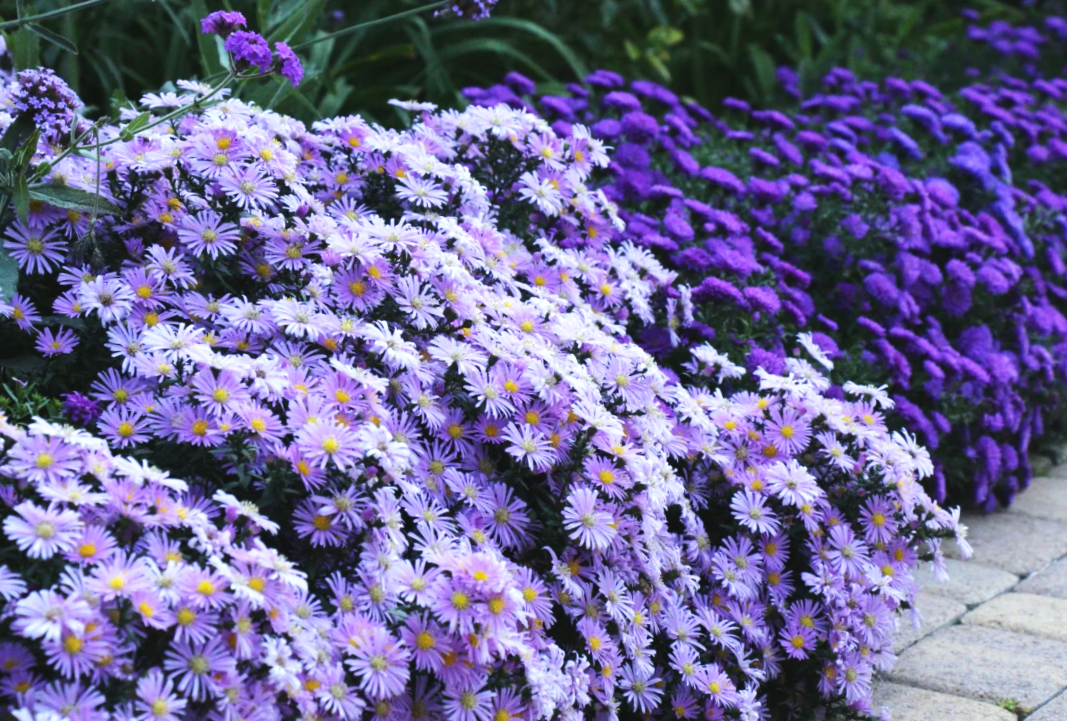 астра новобельгийская