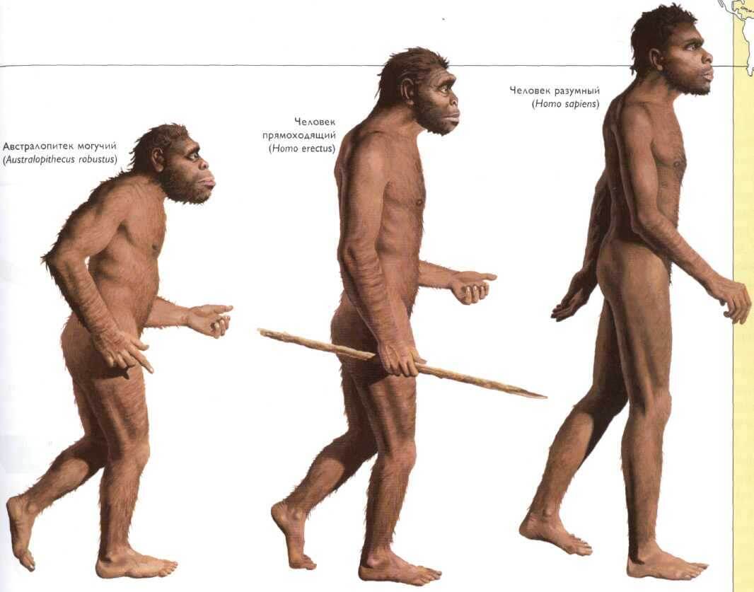 Эволюция человека