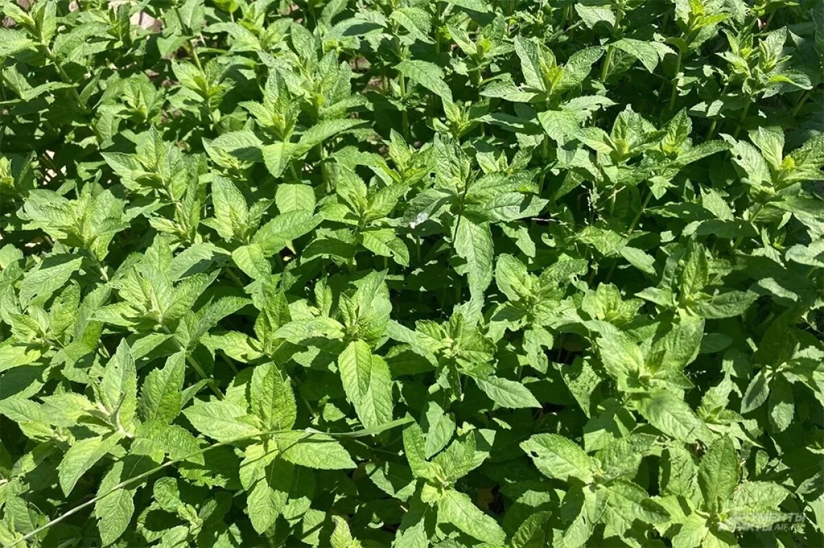    Мята — союзник, но не спаситель.