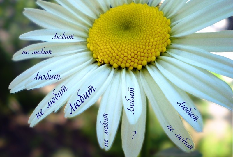 Любит или нет?!