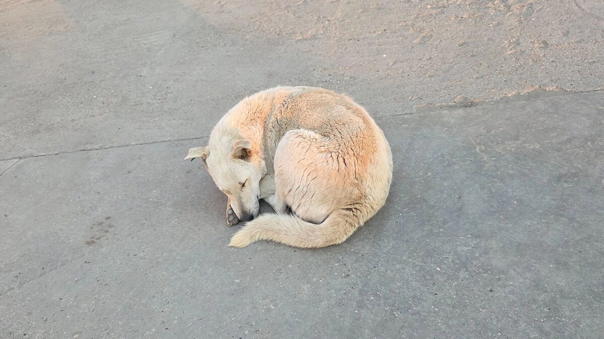     Автор: KubanPress