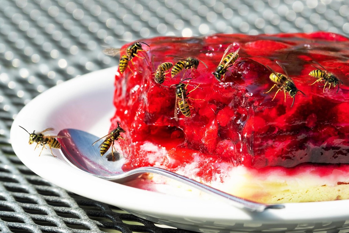     Как отвадить ос от дачного участка: защитите свои владения!